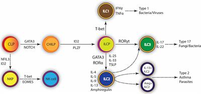 Role of ILC2 in Viral-Induced Lung Pathogenesis